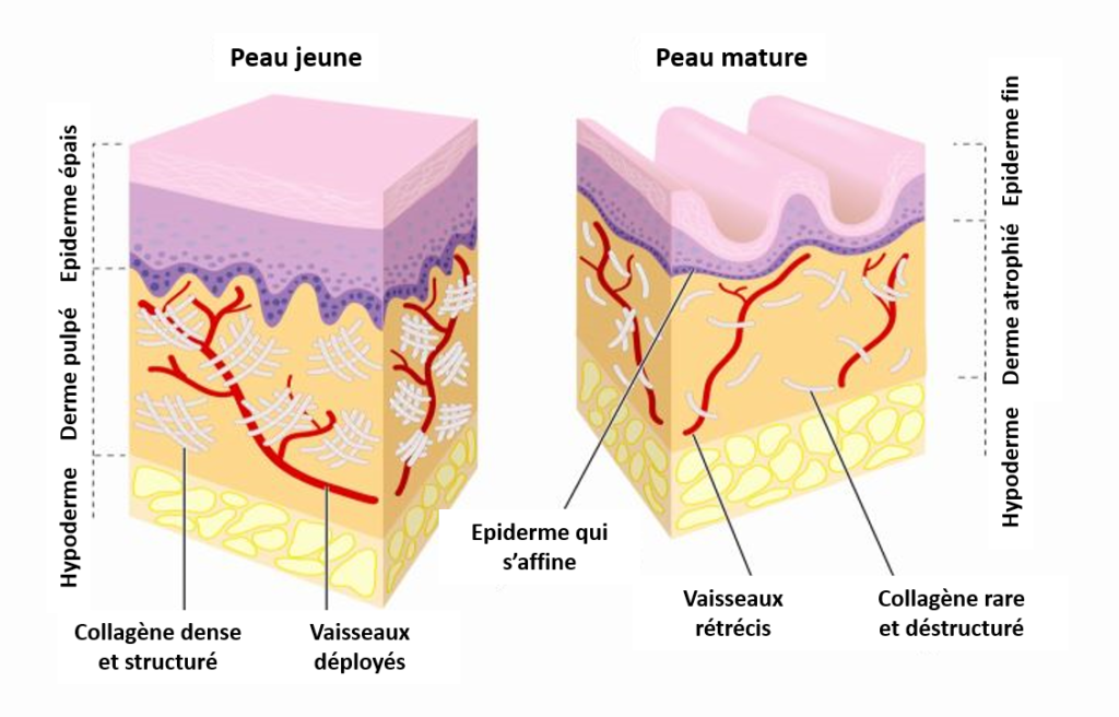 Structure peau collagène